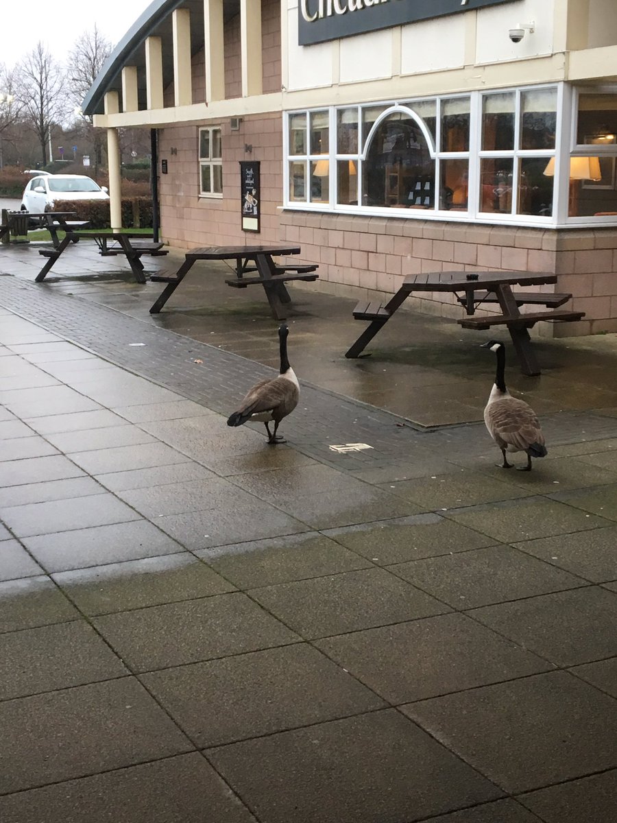 We had an usual guest at Cheadle Pi this morning  🦆🦆<a href="/airs_pi/">RAirsPI</a> @Pipulse1 <a href="/RikkiQuinlan/">RQPI</a> #teamcheadle #cheshire&amp;staffs