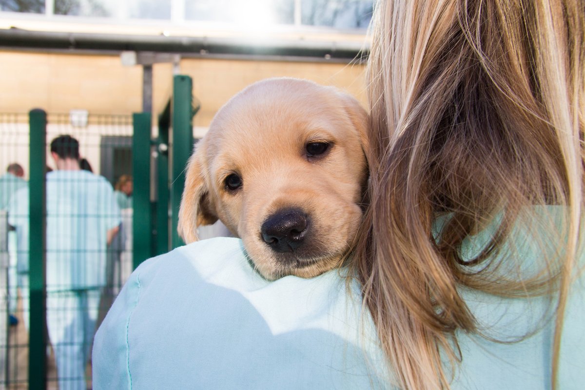 Guide Dogs Newcastle (GD_Newcastle) Twitter