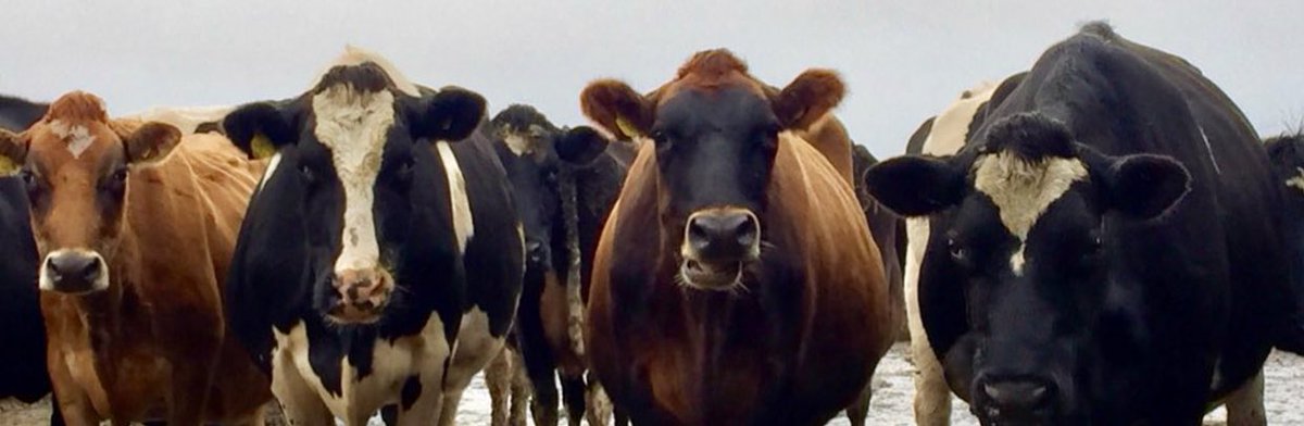 CALLING ALL FARMERS 👨🏼‍🌾👩🏻‍🌾 &amp; SUPPORTERS 💚
 #Februdairy is fast approaching..
2️⃣8️⃣ days 
2️⃣8️⃣ POSITIVE posts about Farming..🐄🐖🐑🦃

Not just 1️⃣ but 2️⃣8️⃣ days In a life of a Farmer, Worker, Owner, Herdsmen/ women, Machinery Drivers
👌🏻
Who’s in?!?