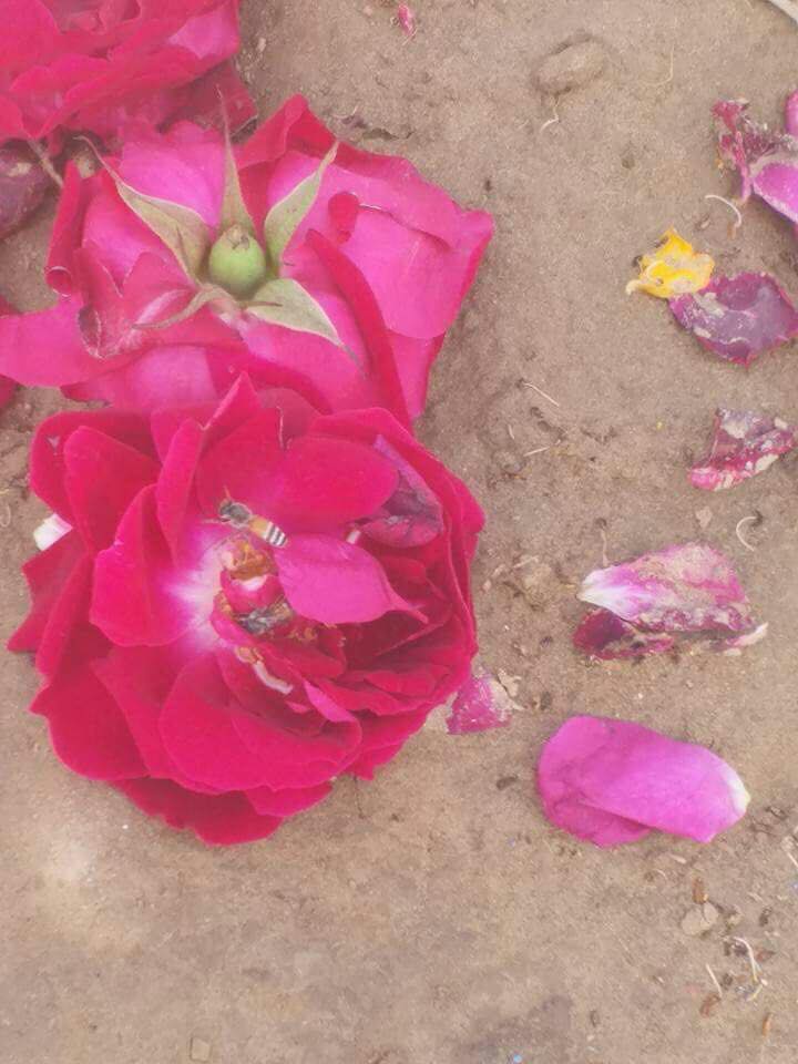 iqrarulhassan's tweet image. ""جینب اور شہد کی مکھیاں""
لگتا ھے زینب امین کو آم ہی نہیں گلابی رنگ بھی بہت پسند... facebook.com/iqrarulhassan/…