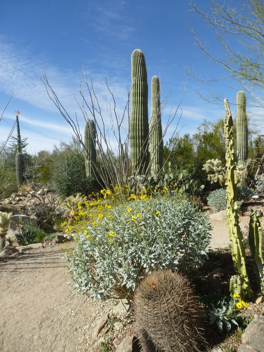CraigSearle1's tweet photo. Really enjoyed our stay in Tucson Arizona! Today we drive to Phoenix &amp; Scottsdale!#exploringArizona #Sonoradesert 
@CPercySearle https://t.co/tG7waJVrVT