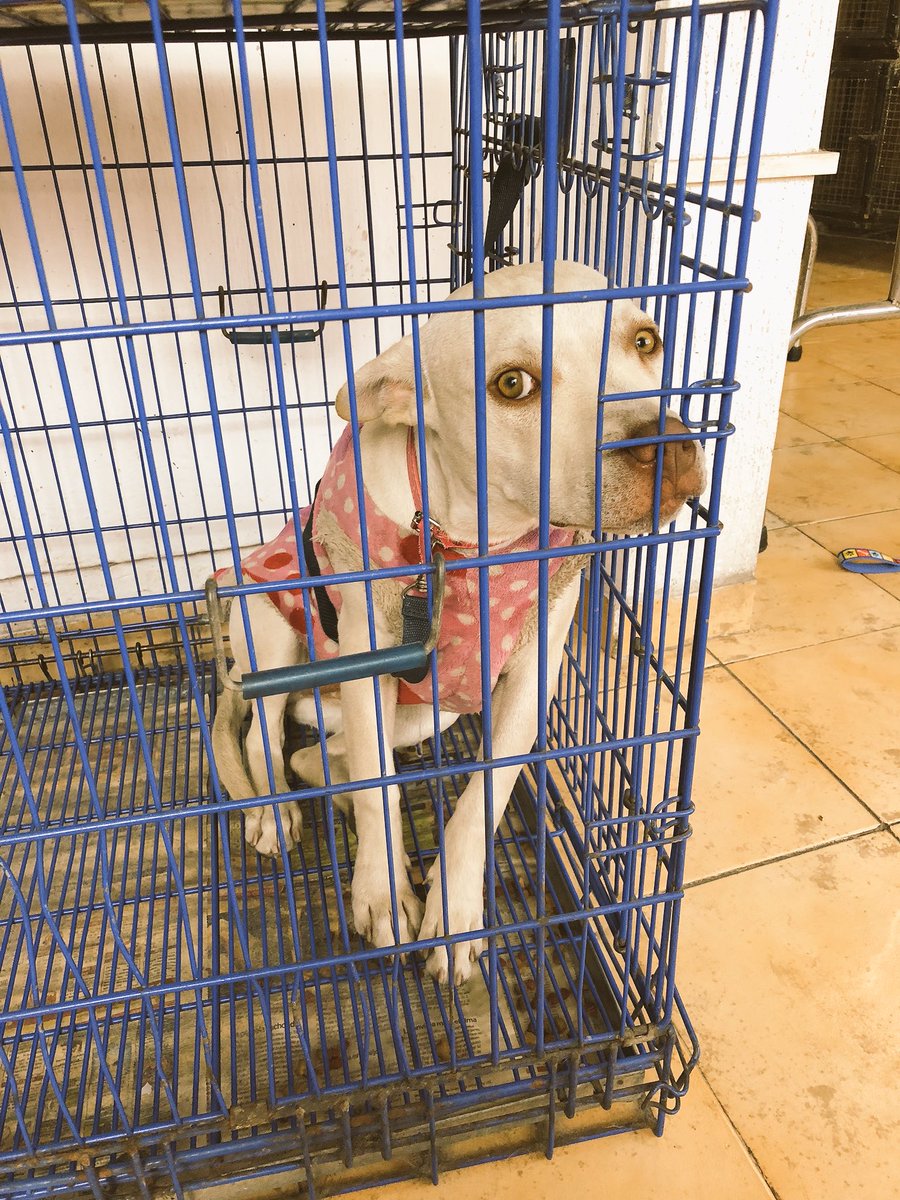 Stephieberta's tweet photo. Camila sigue en busca de un hogar urgente 🆘 #AdoptaNoCompres #CDMX dale una segunda oportunidad. Vivir en una jaula no es vida. https://t.co/QentoLyuNe