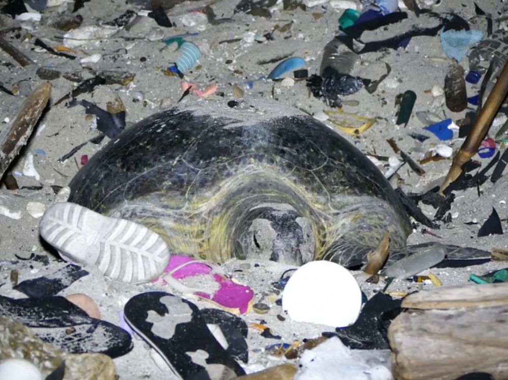 monde_biodi's tweet photo. Une tortue, d'une espèce menacée, qui peine à recouvrir son nid sur une plage pleine de déchets de l'île Christmas. 
Scène courante. https://t.co/C6UdCA595L
