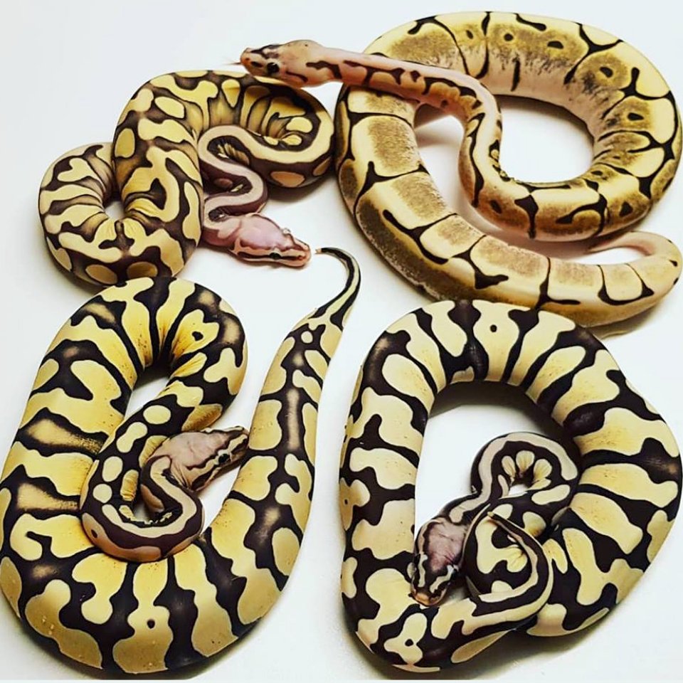 LivingArtReptil's tweet photo. Hi everyone. Ciao tutti. Scaleless Ball Pythons. Photo by: Herman Van Hellem. Have a great day / evening! Buona giornata / serata! :-) #ballpython #snake #reptile #livingartreptiles #pythonregius #royalpython #livingart #scalelesssnake #scalelessballpython #ciao #sicily https://t.co/eHCvzS3AAi