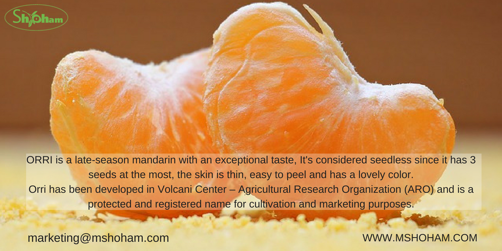 fruit_export's tweet photo. ORRI is a late-season mandarin with an exceptional taste, It's considered seedless since it has 3 seeds at the most, the skin is thin, easy to peel and has a lovely color.
Miriam Shoham exports easy peeler Orri Mandarins worldwide
markeing@mshoham.com
https://t.co/2bgGwRRcLd https://t.co/u8Hj3IG5iw