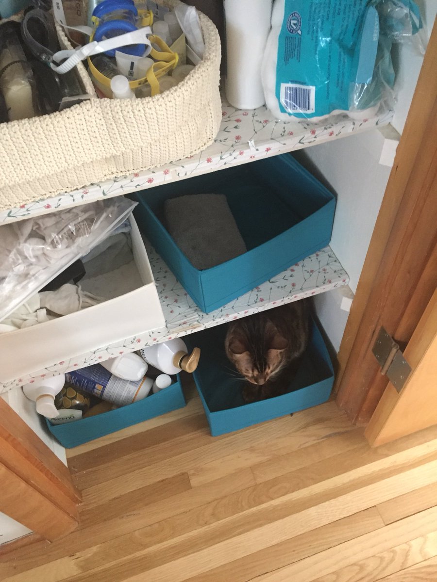 LilLeopardSpots's tweet photo. I can find boxes anywhere. And then I can sit in the boxes. ❤️Edmund https://t.co/WIXrzDvlfl