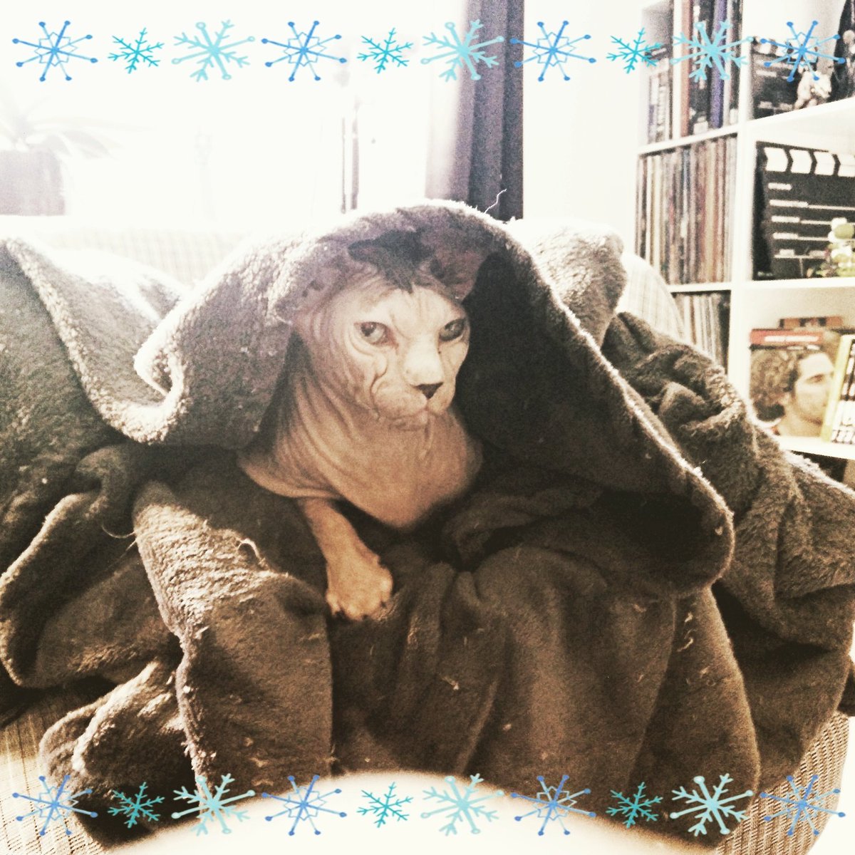 la_gozer's tweet photo. #winteriscoming #gozerlagozerienne #hairlesscatofinstagram #nakedcatofinstagram #sphynxcatofinstagram https://t.co/3JAKsFf93u