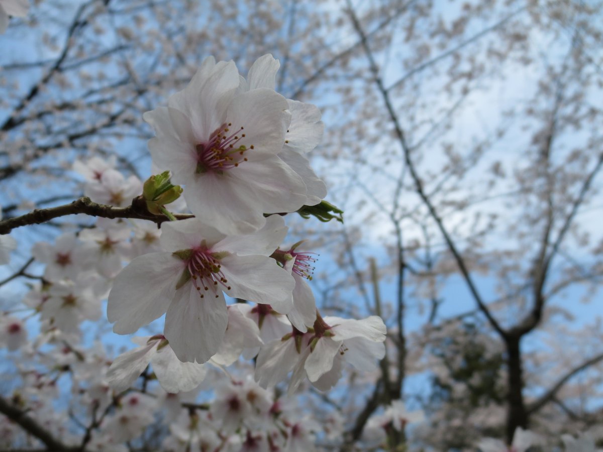 アスファルトに咲く花