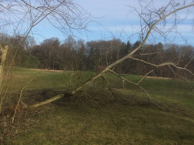 DokterDrain's tweet photo. Omgewaaide bomen bij #Golfodome https://t.co/CAIgOlmC17