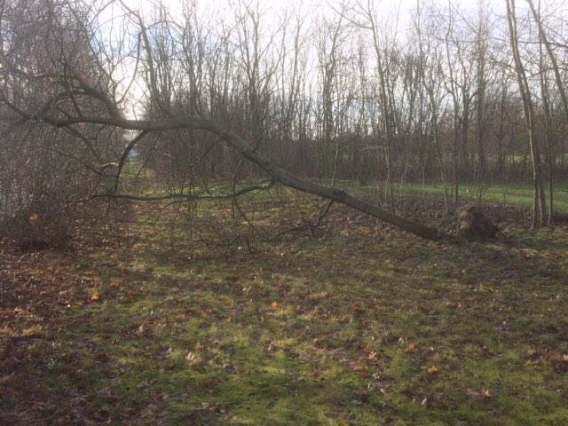 DokterDrain's tweet photo. Omgewaaide bomen bij #Golfodome https://t.co/CAIgOlmC17