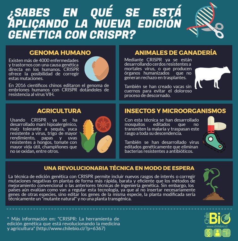 ChileBio_AG's tweet photo. CRISPR: La herramienta de edición genética que está revolucionando la medicina y agricultura https://t.co/ciZJDSBGqz https://t.co/qUFCQxnIxP