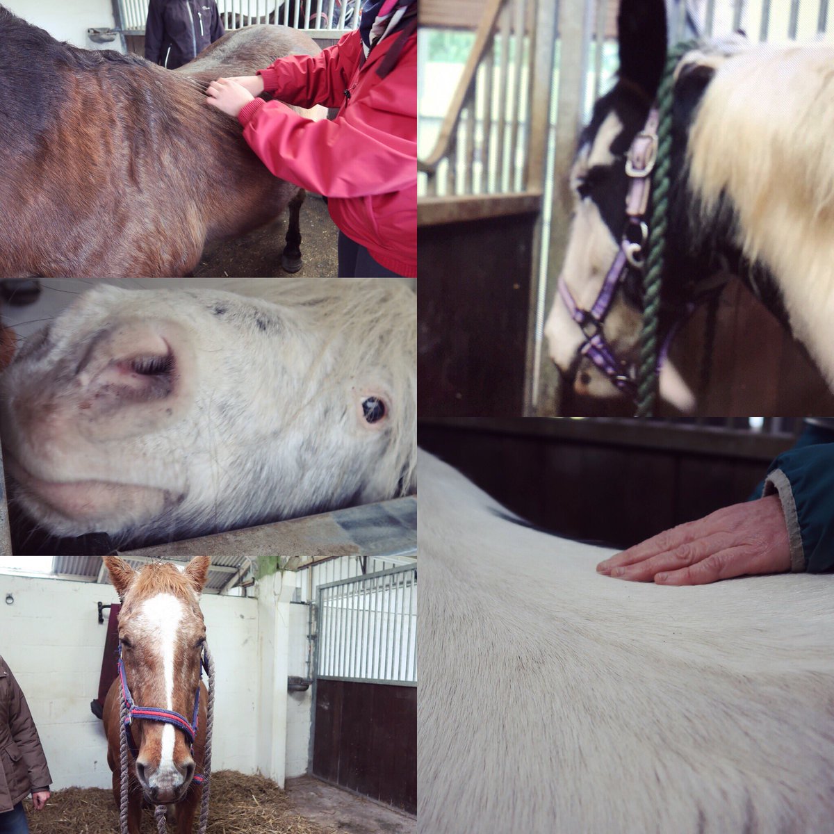Instinctively Equine tweet media