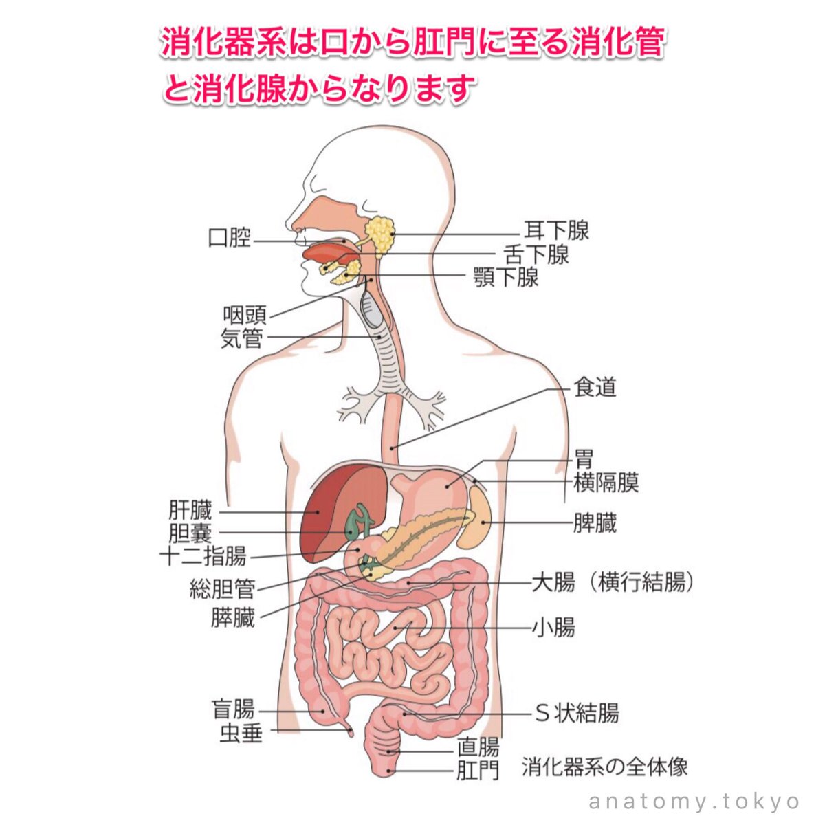 かずひろ先生 なるほど解剖学 消化管の基本構造 消化器系は口から肛門に至る消化管と消化腺とからなる 解答 消化器系は口から肛門に至る消化管と消化腺からなります 解剖学 消化器系 消化管の基本構造 一問一答 T Co