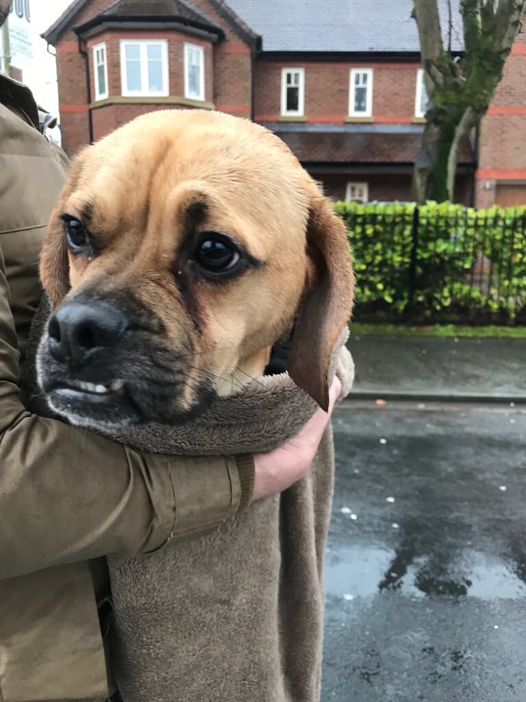 🌟DOG FOUND🌟
Today at 1pm on the corner of Hale Road and High Elm Road
No collar - currently being taken to be scanned
Does anyone recognise her? Please retweet!
