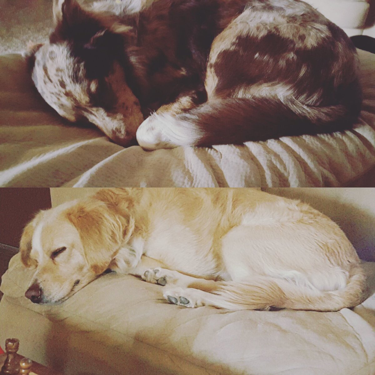 A couple sleepy pups after our hike today ♡ It feels so good to be back on the trails!  #hikerchat #SundayFunday #getoutside #sleepypups