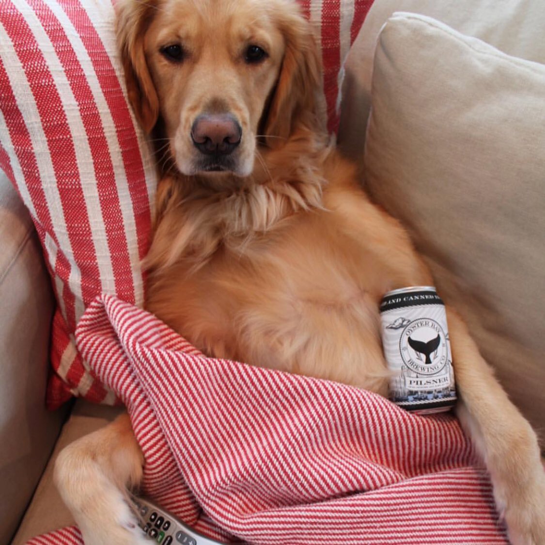OysterBayBrewin's tweet photo. I woke up like this🍻😎Thanks to @lilly_goldenretriever for nailing this whole weekend thing and living her best life with an OBBC #oysterbaybrewingco #goldenretriever #goldensofinstagram #sunday #chill #craftbeer #pilsner #qualitycontroltesting https://t.co/qFy901MIU9