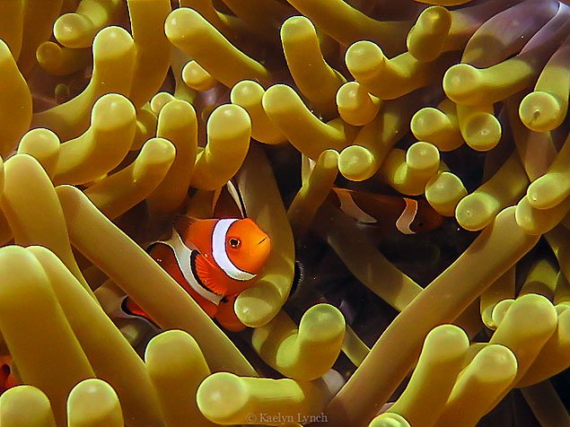 Best Dive Sites: Crystal Rock, Komodo, Indonesia
diveglobal.com/divesite/cryst…
#crystalrock #komodo #komodonationalpark #indonesia #diving #dive #scuba #divesite #macro #uwphoto #underwaterphotography #diveglobal
