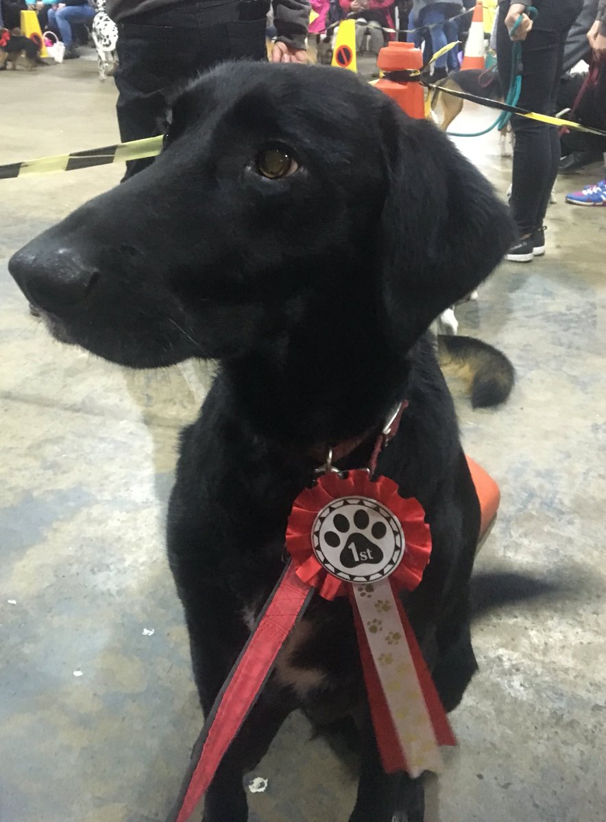PostscriptFrome's tweet image. Our boy won first place - most handsome dog! @cheeseandgrain #funDogShow #shopdog #dogsoftwitter #proudmum #handsome #FirstPlace