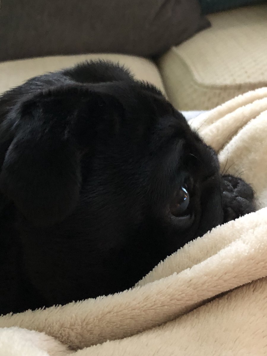 Luna_Pug's tweet photo. It’s a rainy Sunday so I’m snug on the sofa with @ADNJ_ID #lazysundayafternoon #sunday #PUGLife #pugsrule #puglove #home https://t.co/slz1vwn6wL