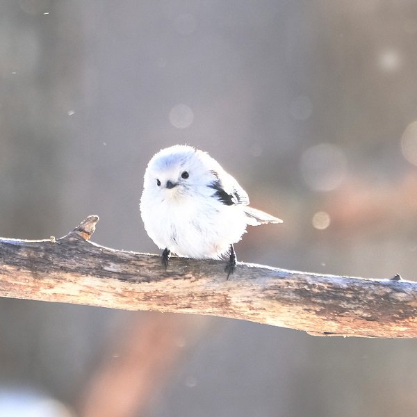 Uzivatel グレー あざらしさん Na Twitteru かわいいですよねシマエナガチャン