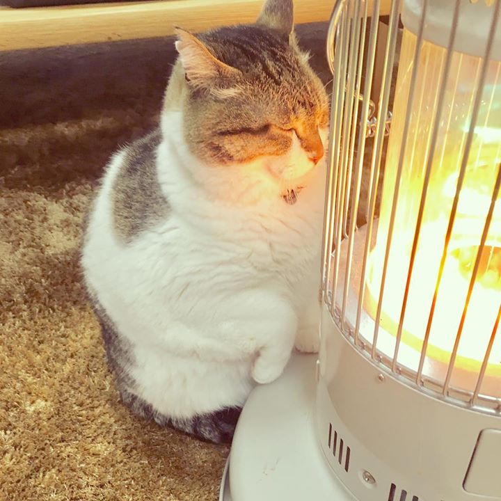 funwall0's tweet photo. Your soulmate in winter.
By ぶさお&りん https://t.co/Kxf1n5nfJJ #funwall https://t.co/zdbZfOVxpx