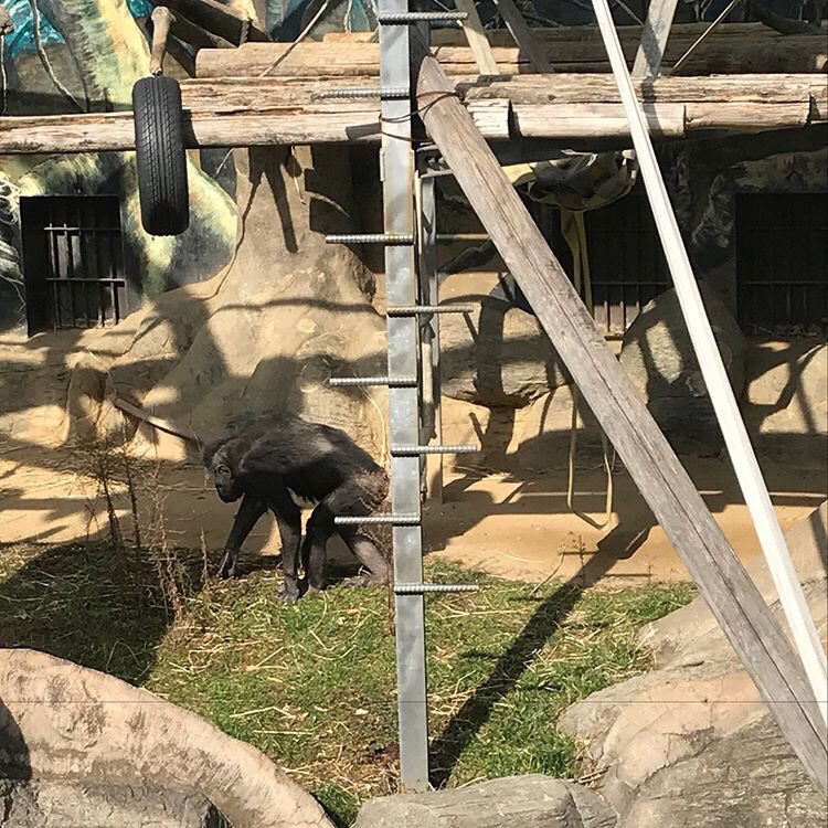 テストもひと段落したので休日を使って大阪へ🚶‍♂️

大阪城はめっちゃ久々に行ったけど、やっぱり圧倒されますね👍

天王寺動物園は初めて行きました！

癒されましたね〜☺️

観光はリフレッシュできますね！！