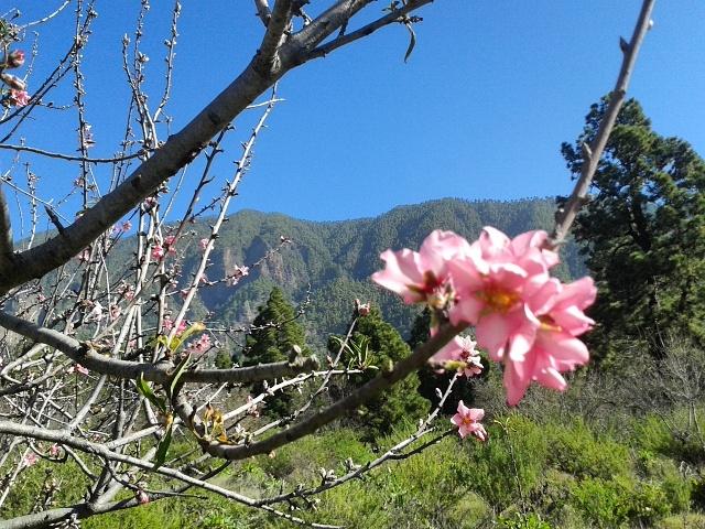 echeydeperez's tweet photo. Hacia La Cumbrecita. Turno del almendro!. El Paso. @visitalapalma @EmocionesCan @vistoencanarias @paisajecanario https://t.co/CNomq9vyu7