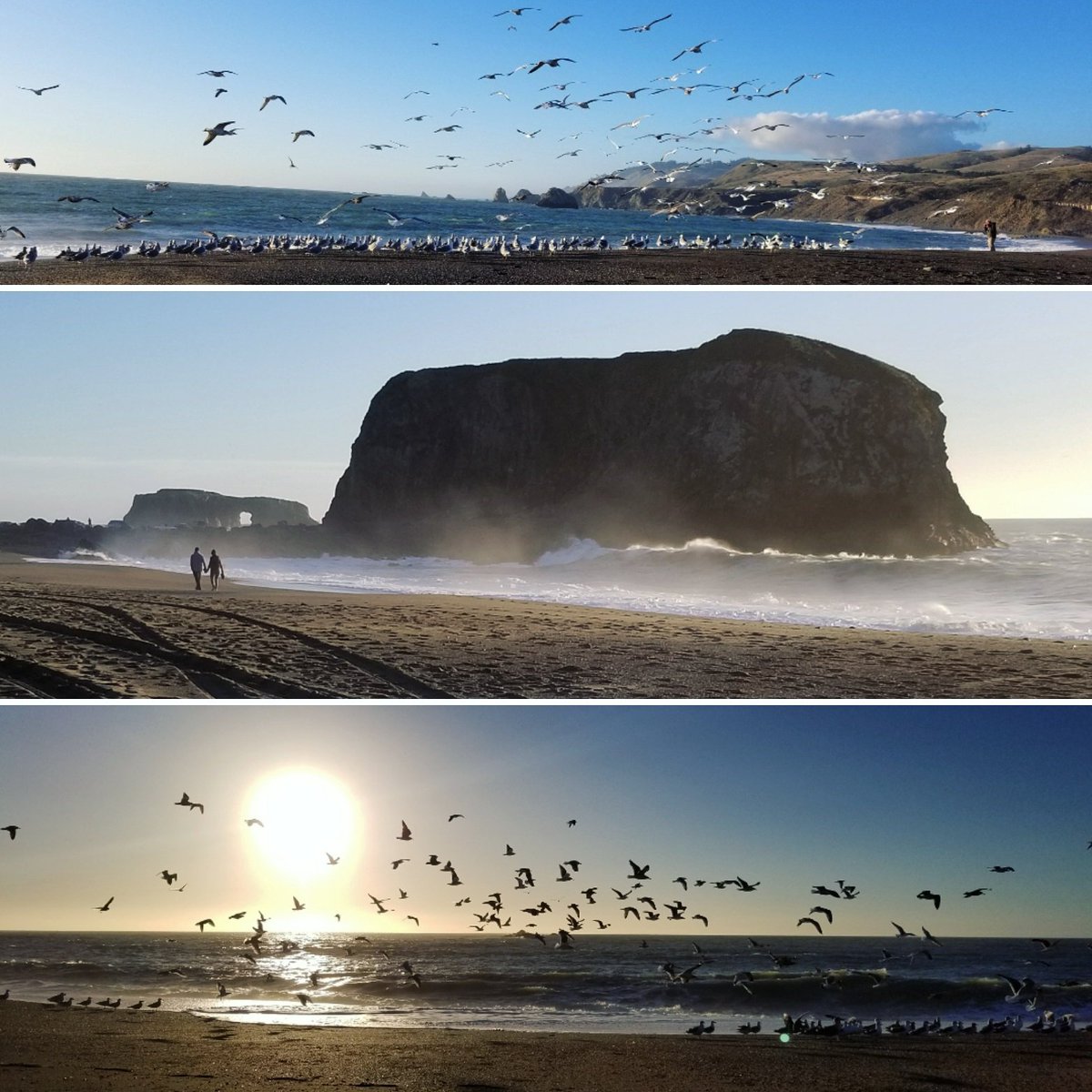 Goat Rock beach in #SonomaCounty, a great place to enjoy beautiful sunsets and tranquility.

#westcoast #roadtrip #nature #adventure #explore #destination #California #peaceful #sunsets #northencalifornia #beach #discover