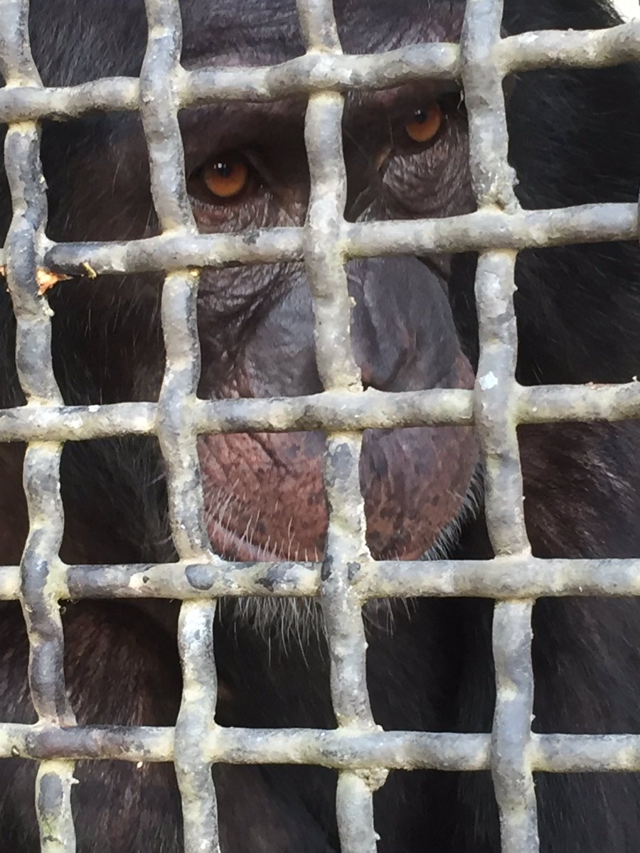 I looked into the eyes of a young adult female chimpanzee today. Safe now with @liberiachimps but who knows what traumas she's endured to get here. My heart broke a little today when I met Priscilla #IllegalPetTrade #PrimatesAreNotPets #BushmeatTrade