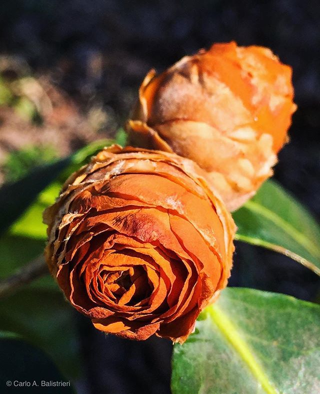 botanicalgarden's tweet photo. Southern-fried #Camellia buds. #TooColdTooLong #gardenphotography #winter #winterswrath #floweringshrub #flowerbud #bud #budblast @visitlakecitysc @discover_sc https://t.co/C7mlpmFXrt