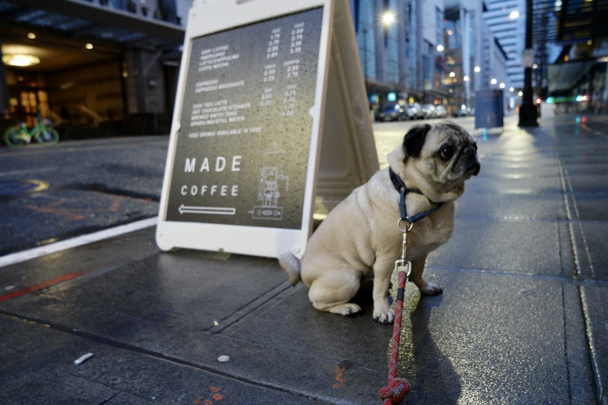 SeattleMaven's tweet photo. Early morning chai at @TheodoreSeattle's #MadeCoffee. I just <3 this place (and so does Anjou)! #stylebyseattle #seattleinspired https://t.co/ySxQozSnj9