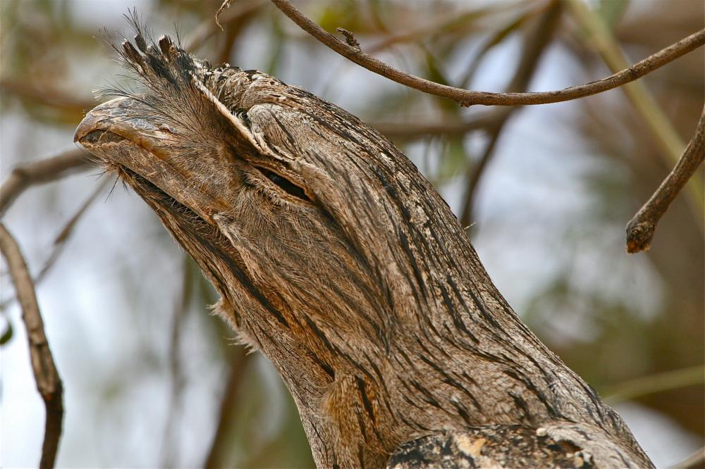 CodyCrawfordBio's tweet photo. T is for the tawny frogmouth (Podargus strigoides)! This Australian #bird species is a master of camouflage and eats many other species that are considered pests. #BIRDSABC #Ornithology Photos: https://t.co/IXLu7cEeOJ https://t.co/JnX40thJrB
