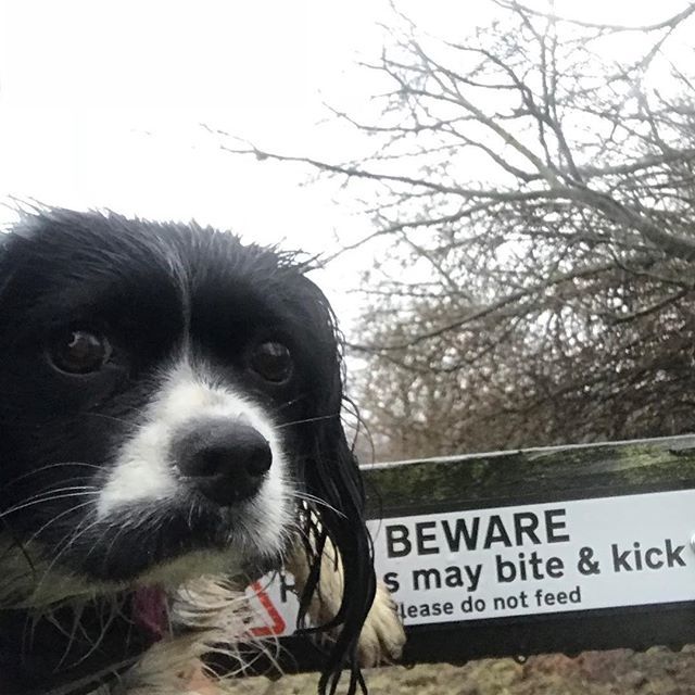 gwynverysmall's tweet photo. I don’t know what I’ve done to deserve this! But please feed me. I like food.
#bewareofthegwyn #bewareofthedog #maybite #maykick #springalier #springerspaniel #kingcharlescavalier #cavalierkingcharlesspaniel #specialdog https://t.co/kH9HDZqTFg