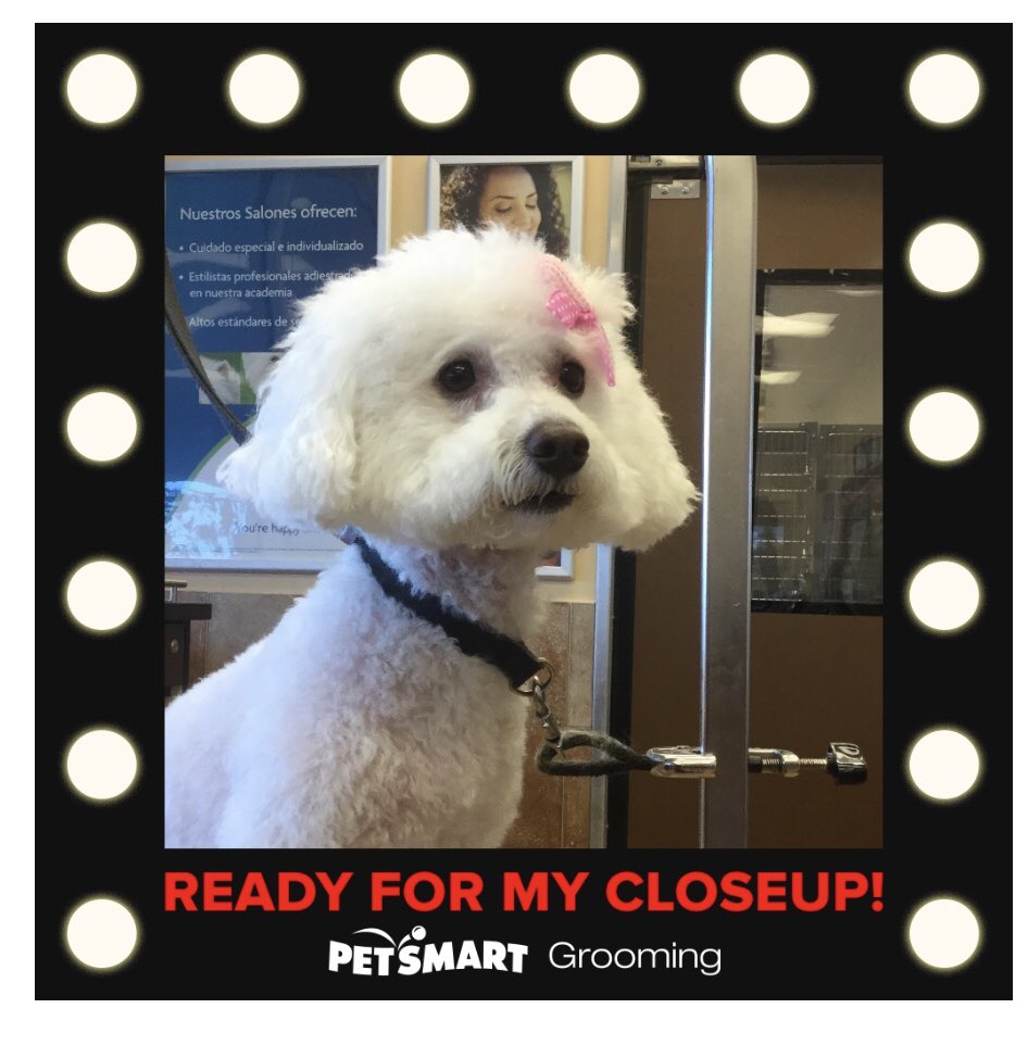 Pet Grooming Jobs Hiring Near Me pet-grooming-jobs-hiring-near-me