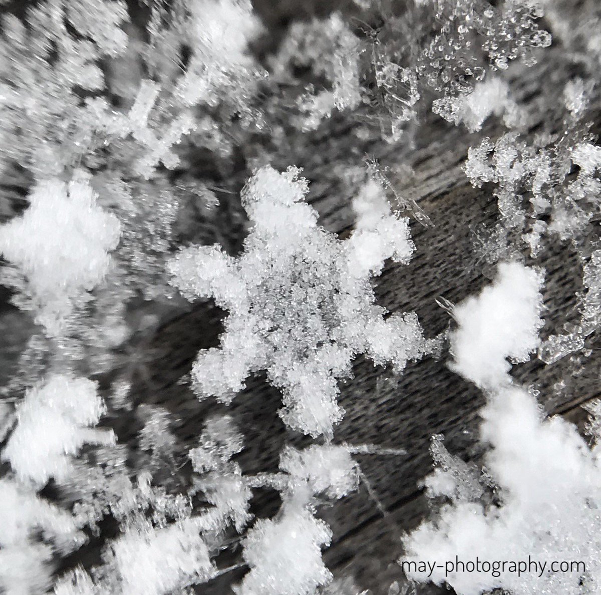 lifeofareviewer's tweet photo. Look at these #snowflake photos I took with my iPhone and a clip on macro lens!!! Lens Set: https://t.co/9j9gMXHpxV
#macro #macrosnowflake #macrophoto #macrophotography #realsnowflake #closeupsnowflake #productreview https://t.co/YuGwWs2aja
