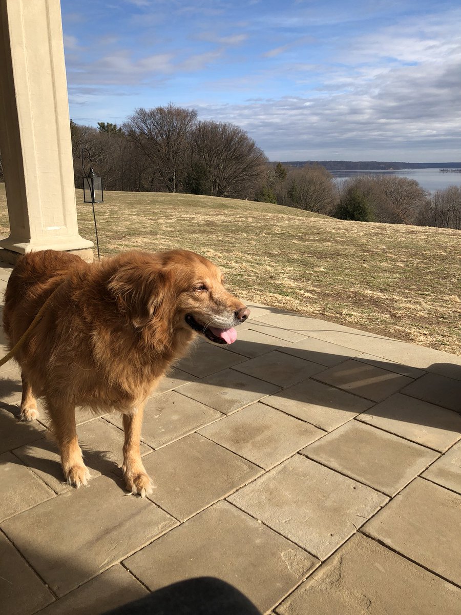 goldendogdad tweet media