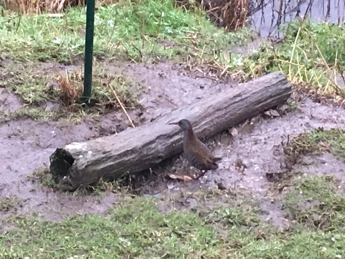 Thanks to those that braved the Bittern Roost Watch tonight <a href="/LeeValleyPark/">Lee Valley Park</a> no Bittern but fantastic views of our very bold Water Rail.