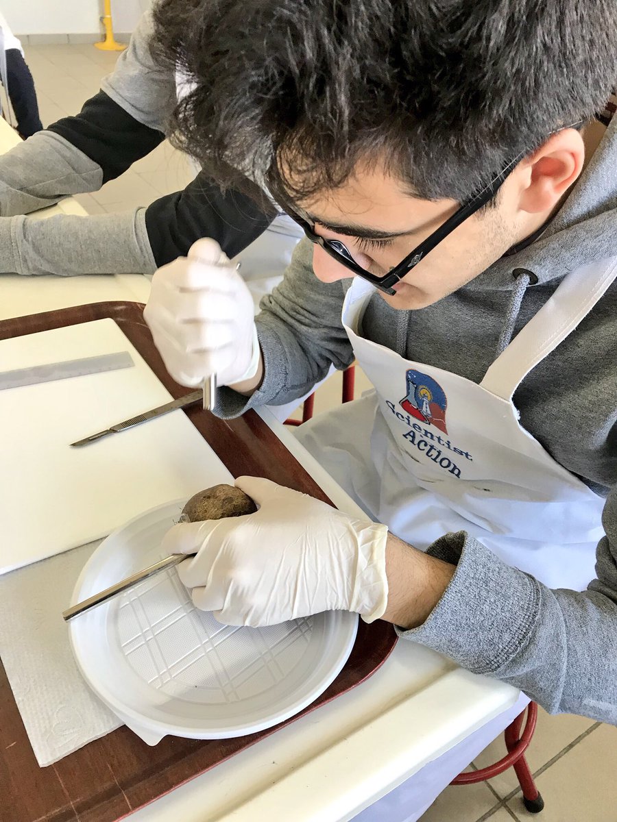 RoweidaB's tweet image. Testing the effect of temperature on plasma membrane properties using colorimertry @VernierST #ibbio #topic1 @monamajzoub @Hhhsinfo