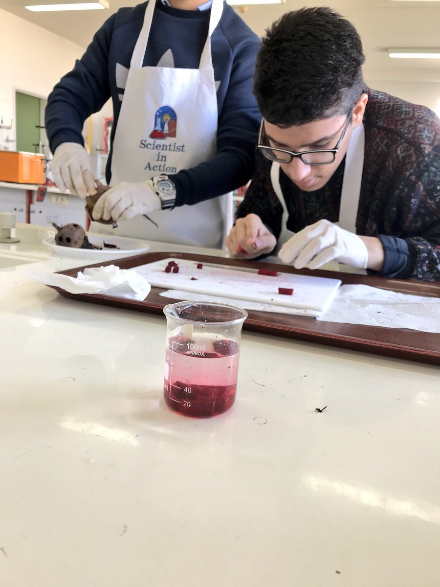 RoweidaB's tweet image. Testing the effect of temperature on plasma membrane properties using colorimertry @VernierST #ibbio #topic1 @monamajzoub @Hhhsinfo