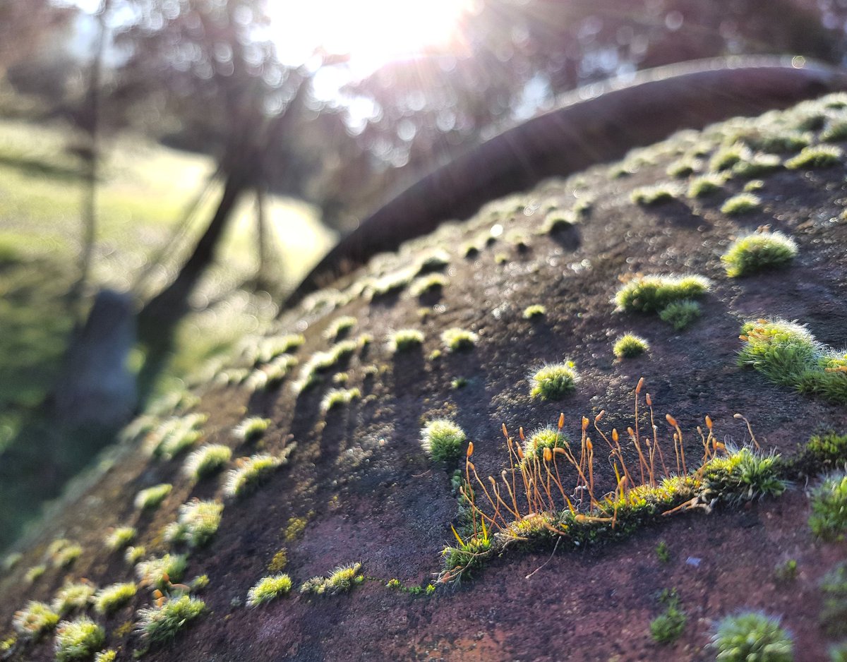 monteromonti's tweet photo. Esta es la #tinaja en donde se esconde un #bosque microscópico. Lleva con la familia más de un siglo, apenas un suspiro en la escala temporal de las tinajas habitadas... #SierraMorena #microbosques https://t.co/8ZbkWKC4yM