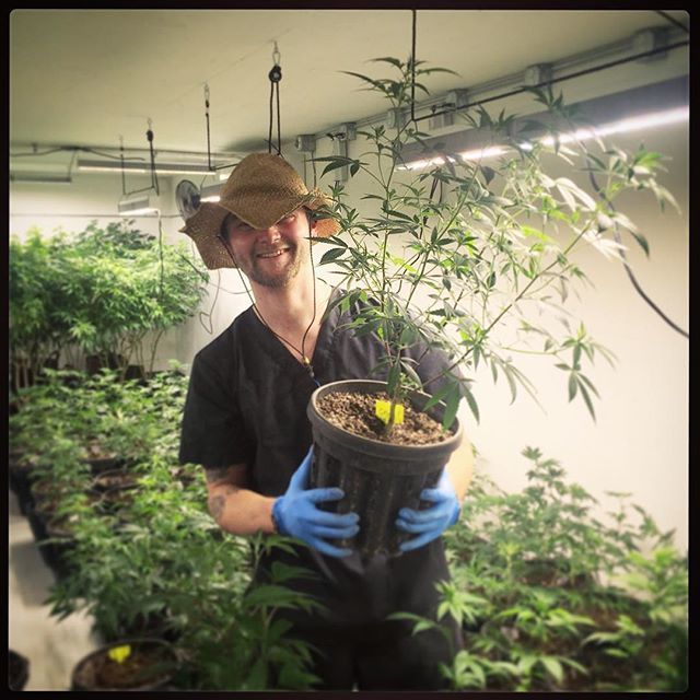 hififarms's tweet photo. Rockin' out to Beyonce's, "🎶 Let me upgrade ya 🎶" on transplant day
#HiFiFarms #Transplant #VegMode #Teens #TheyGrowUpSoFast #CleanGreenCertified #Cannabis #Marijuana #LED #ImportantTransitions #CertifiedOrganicIngredients #Teufel #WilburEllis #LetM… https://t.co/Wb7T6mbNUx https://t.co/JHNAZCPkbj