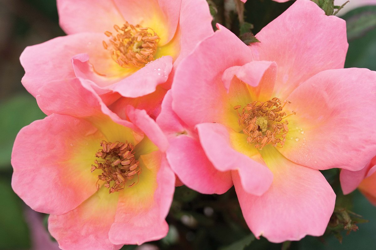 PlantAStar's tweet photo. Have you seen these uniquely colored coral pink #blooms with yellow centers? It's the Rainbow Knock Out® Rose! https://t.co/VSSk020Zd0 #knockoutroses #roses #gardening #rosechat https://t.co/8KuJ7X4uTM
