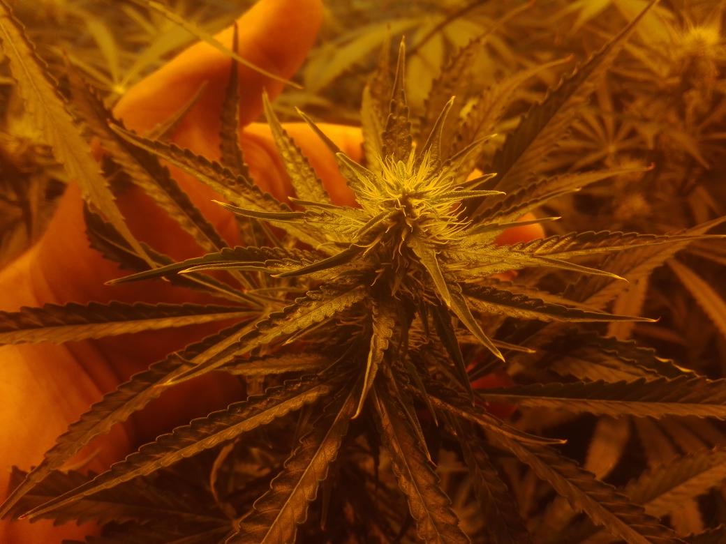 OrgaNack's tweet photo. Blessed Sunday Everyone! End of W4 for the #FastFlower #Hydro grow. Buds are stacking up fast! #RoyalQueenSeeds #RoyalCheese #BigNugs #Cannabis #GrowYourOwn https://t.co/fsiBVckfYk