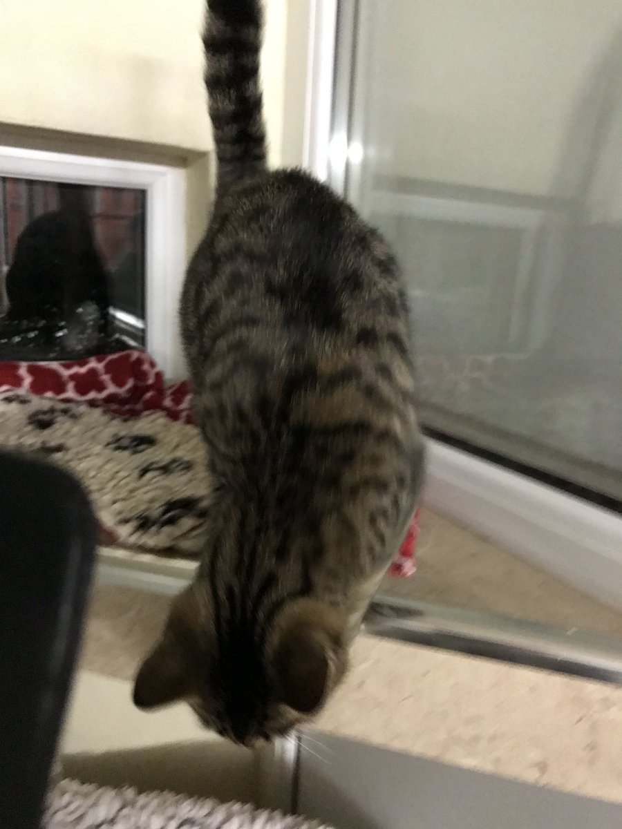 cottagecattery's tweet photo. @Greygirly Hi both! Little Zoe is having lots of fun and is the life and soul of the Cattery 😂 pics a bit blurred as she won’t sit still for a second 😻😻😻 https://t.co/kC5ye9BUiJ