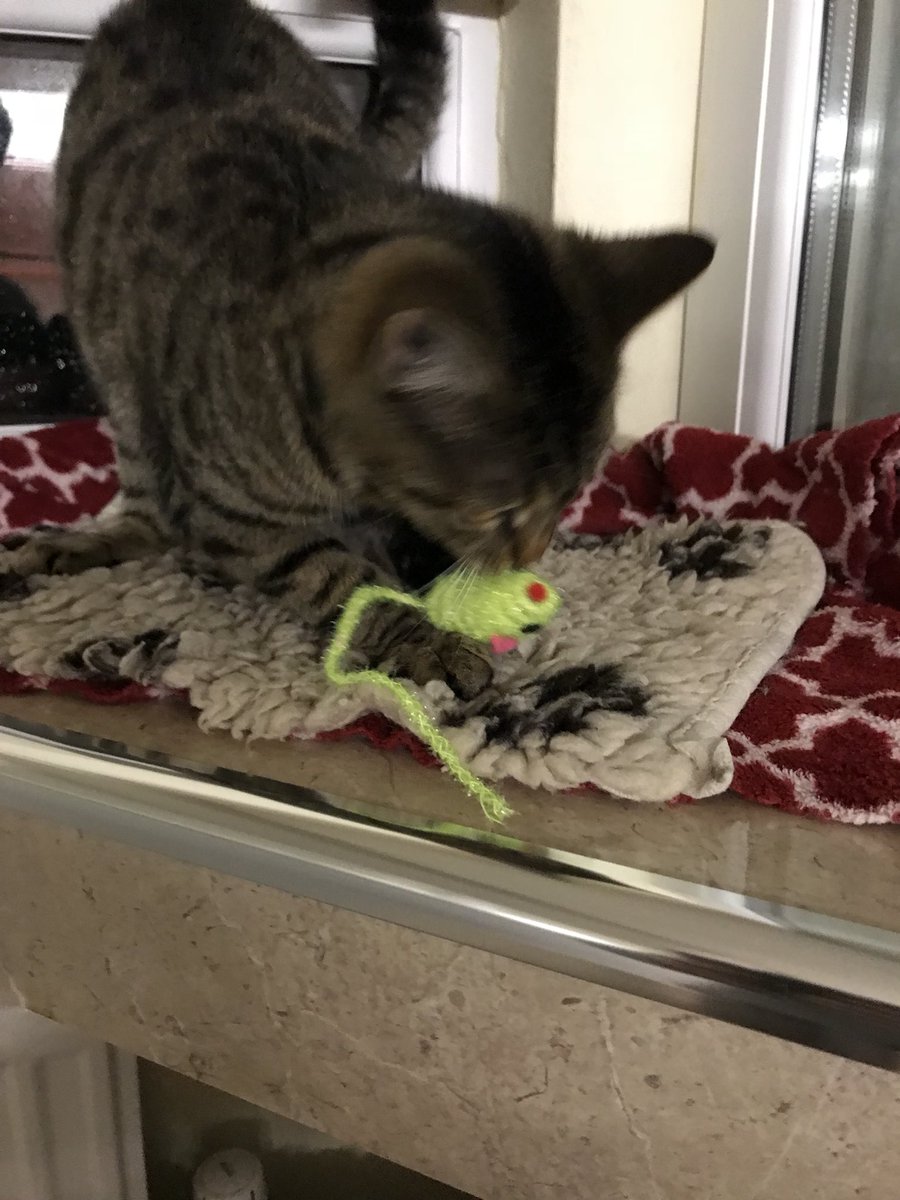 cottagecattery's tweet photo. @Greygirly Hi both! Little Zoe is having lots of fun and is the life and soul of the Cattery 😂 pics a bit blurred as she won’t sit still for a second 😻😻😻 https://t.co/kC5ye9BUiJ
