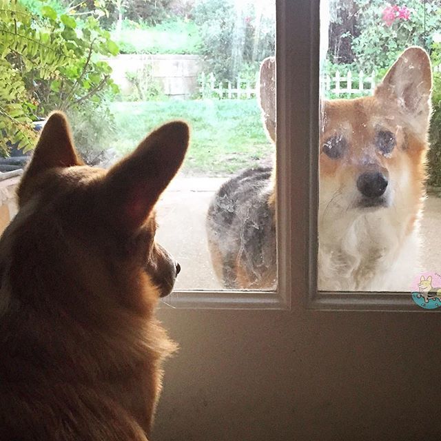 corgi_zero's tweet photo. Love goes toward love as schoolboys from their books, but love from love toward school with heavy looks...
-Shakespeare, Romeo andJuliet
#StarCrossedCorgis #WHPwindows #SundayEveningVibes #SisfursFromOtherMisfurs https://t.co/Pt2EX2UuyY https://t.co/8UNjeJAsar