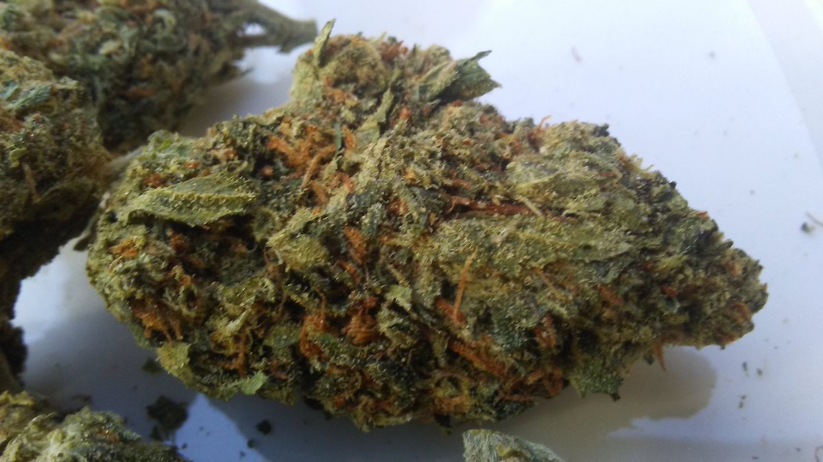RealestGreens's tweet photo. Mars OG
FREE GRAM OF KIEF W/ ALL ORDERS 
#HustleHard #Hustler #MMJ #PROP215 #HIGHLIFE #SanDiego #Cannabis #Marijuana #prop64
#mmjdeliveryservice #ordernow #freeshipping #Kief #hash #wax #concentrates #smokeweedeveryday #gethigh #maryjane #california #usa https://t.co/4zqhTVdODA