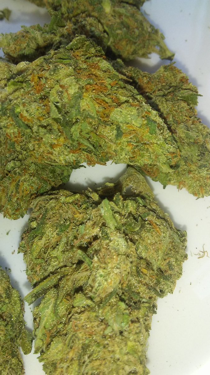 RealestGreens's tweet photo. Mars OG
FREE GRAM OF KIEF W/ ALL ORDERS 
#HustleHard #Hustler #MMJ #PROP215 #HIGHLIFE #SanDiego #Cannabis #Marijuana #prop64
#mmjdeliveryservice #ordernow #freeshipping #Kief #hash #wax #concentrates #smokeweedeveryday #gethigh #maryjane #california #usa https://t.co/4zqhTVdODA