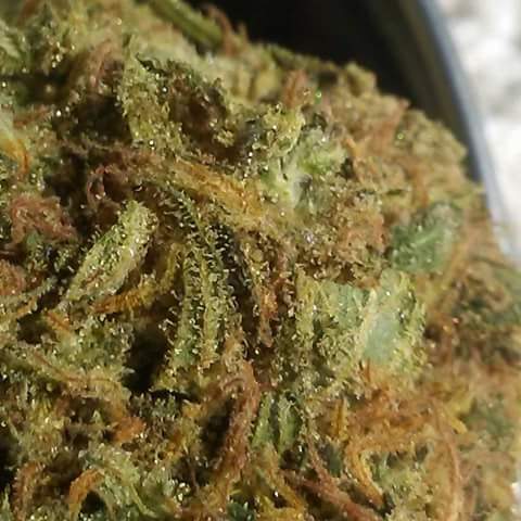 RealestGreens's tweet photo. Girl Scout Cookies
FREE GRAM OF KIEF W/ ALL ORDERS 
#HustleHard #Hustler #MMJ #PROP215 #HIGHLIFE #SanDiego #Cannabis #Marijuana #prop64
#mmjdeliveryservice #ordernow #freeshipping #Kief #hash #wax #concentrates #smokeweedeveryday #gethigh #maryjane #california #usa https://t.co/aHAslvb2L7