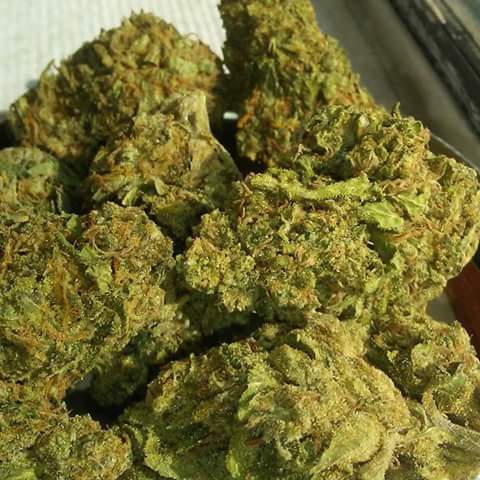RealestGreens's tweet photo. Girl Scout Cookies
FREE GRAM OF KIEF W/ ALL ORDERS 
#HustleHard #Hustler #MMJ #PROP215 #HIGHLIFE #SanDiego #Cannabis #Marijuana #prop64
#mmjdeliveryservice #ordernow #freeshipping #Kief #hash #wax #concentrates #smokeweedeveryday #gethigh #maryjane #california #usa https://t.co/aHAslvb2L7